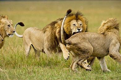 Steam新一周销量榜 《帝国时代4》登顶